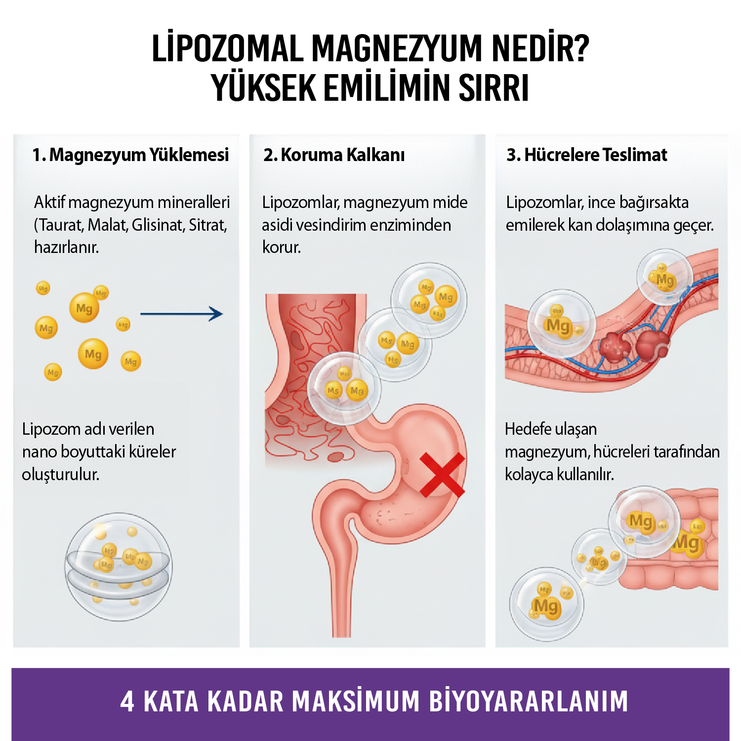 Mag-5X Liposomal Magnesium 4-lü Magnezyum 30 Vegan Kapsül